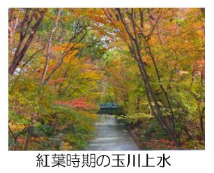 紅葉時期の玉川上水
